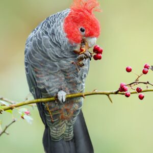 Gang Gang Cockatoo Parrots-Males-Females
