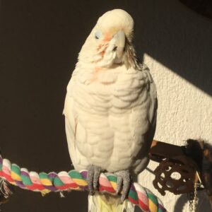 Goffin Cockatoo Parrot-(Sizu)