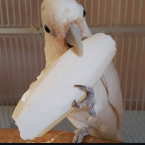 Goffin Cockatoo Parrots-Males-Females