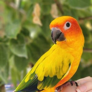 Golden Sun Conure Parrot-(Neka)