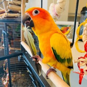 Golden Sun Conure Parrot-(Pico)