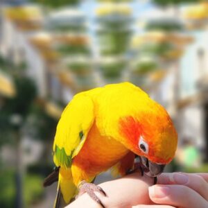 Golden Sun Conure Parrots-Males And Females
