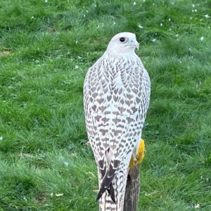 Gyrfalcon Birds-(Males/Females)