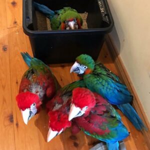 Harlequin Macaw Baby Parrots-(Males/Females)