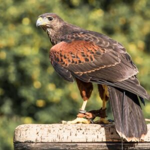 Harris Hawk Birds-Males And Females