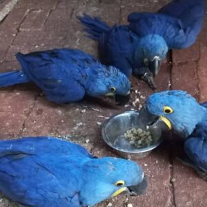 Hyacinth Macaw Baby Parrots-(Males/Females)