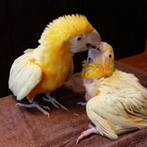 Latino Albino Macaw Baby Parrots-(Males/Females)