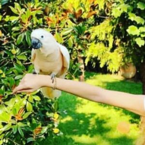 Moluccan Cockatoo Parrot-(Fembe)