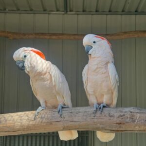 Moluccan Cockatoo Parrots-Males-Females