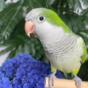 Monk Parakeet Bird-(Nana)