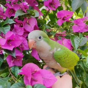 Monk Parakeet Bird-(Titi)