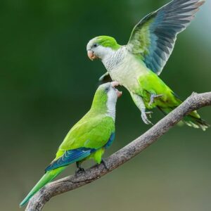 Monk Parakeet Birds-Males And Females
