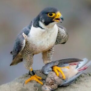 Peregrine Falcon Birds-(Males/Females)