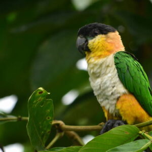Caique Parrots
