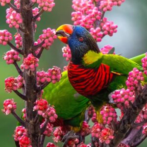 Rainbow Lorikeet Parrot-(Luka)