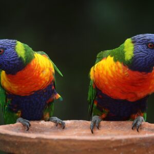 Rainbow Lorikeet Parrots