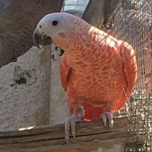 Red Factor African Grey Parrots-(Males/Females)