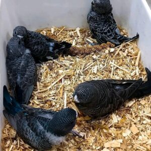 Red Tail Black Cockatoo Baby Parrots
