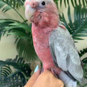 Rose Breasted-Galah Cockatoo Parrot-(Emy)