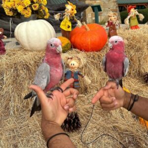 Rose Breasted-Galah Cockatoo Parrots-Males-Females
