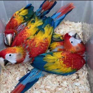 Scarlet Macaw Baby Parrots-Males-Females
