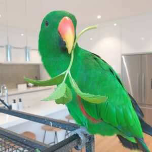 Solomon Island Eclectus Parrot-(Paco)