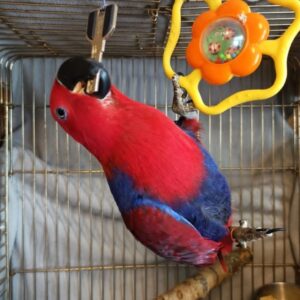 Solomon Island Eclectus Parrot-(Raba)