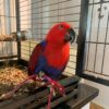 Solomon Island Eclectus Parrots-Males-Females