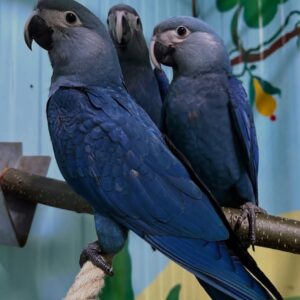 Spix`s Macaw Parrots-Males