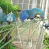 Spix’s Macaw Parrots-Females