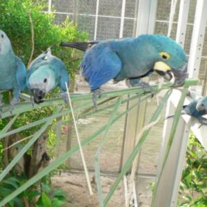 Spix’s Macaw Parrots-Females