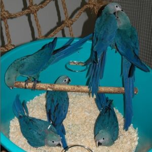 Spix’s Macaw Baby Parrots-Males-Females