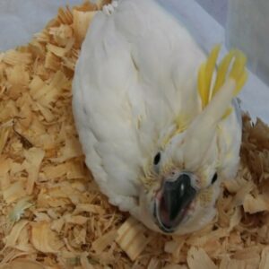 Sulphur Crested Cockatoo Baby Parrots-(Males/Females)