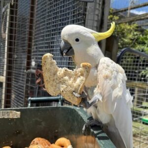 Sulphur Crested Cockatoo Parrot-(Benis)