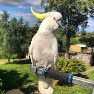 Sulphur Crested Cockatoo Parrot-(Ratty)