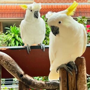 Sulphur Crested Cockatoo Parrots-Males-Females