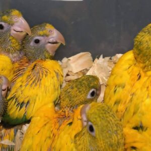 Sun Conure Baby Parrots-Males-Females
