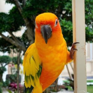 Sun Conure Parrot-(Jaka)