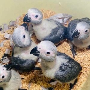 Timneh African Grey Baby Parrots