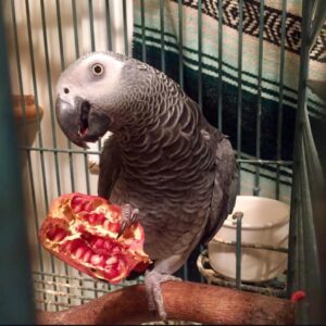 Timneh African Grey Parrot-(Lizy)