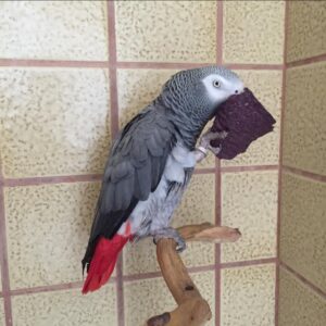 Timneh African Grey Parrot-(Mare)