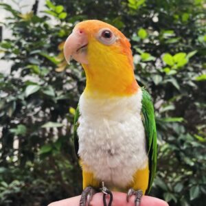 White-Bellied Caique Parrot-(Fani)