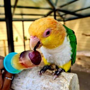 White-Bellied Caique Parrot-(Neba)