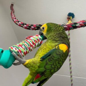 Yellow Crowned Amazon Parrot-(Muna)