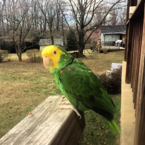 Yellow Crowned Amazon Parrot-(Tano)