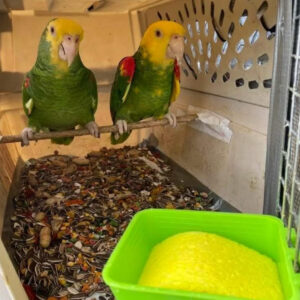 Yellow Crowned Amazon Parrots-(Males/Females)