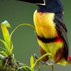 Aracari Toucan For Sale