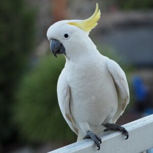 Cockatoo Parrots For Sale