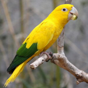 Golden Sun Conure Parrots