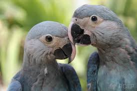 Spix’s Macaw Parrots